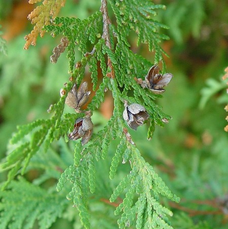 Thuja Essential oil  2